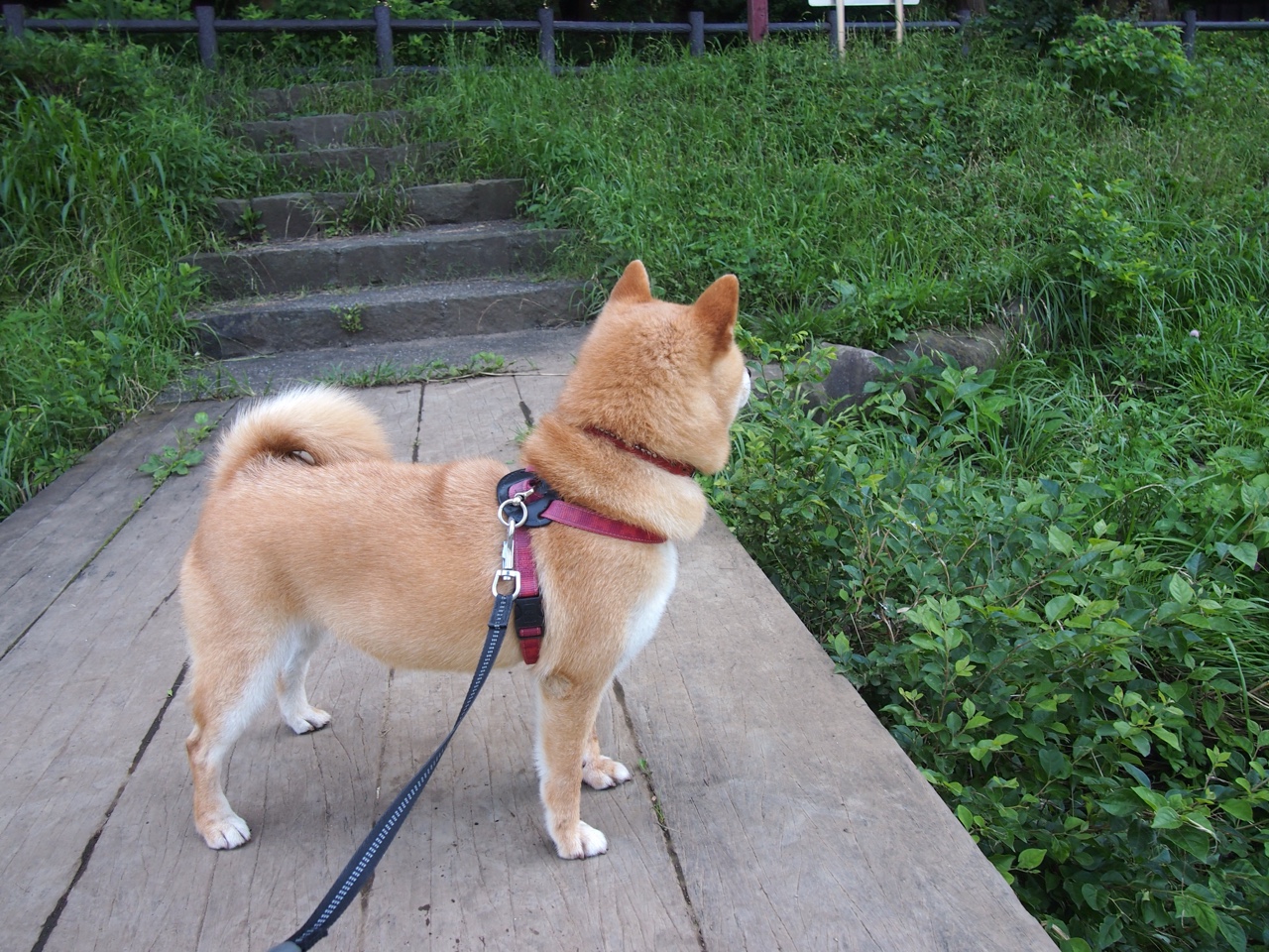 全国篮球联赛，青年新星闪耀赛场，中国青年篮球联赛叫什么