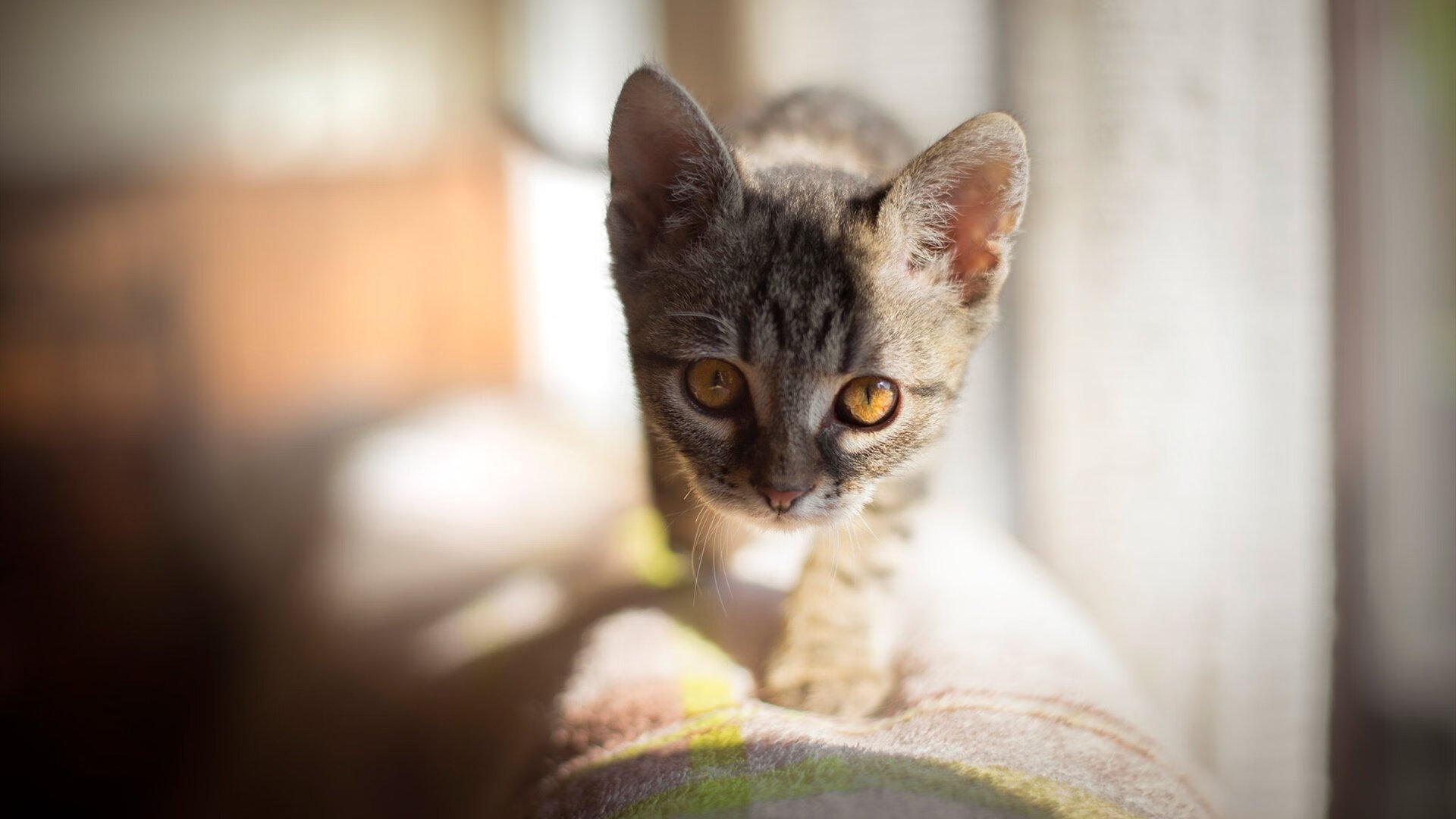 kaiyun开云·官方网站-《Dota 2众星云集，天王天后争夺最强荣誉》，dota2天梯选人顺序